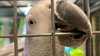 Звуки серого попугая Жако в клетке в зоомагазине