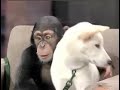 Jack Hanna Collection on Letterman, Part 5 of 11: 1998-1999