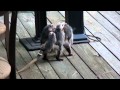 Opossum Family Morning Stroll.avi