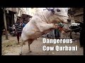 Dangerous Cow Qurbani  | Cow Run Away During Unloading | Most Beautiful Cow Qurbani | ARP