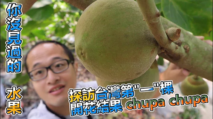 你沒見過的水果       探訪台灣第一棵開花結果椰柿"Chupa chupa" - 天天要聞