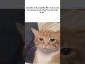 #tweetreels #brokenheart #sadstatus #sad #lofimusic #lofichill #aesthetics #thouths #memes #cat