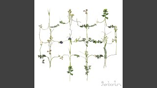 Nattviol