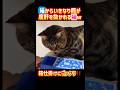 箱からいきなり餌が、度肝を抜かれる猫‼️箱仕掛けにビックリ‼️ #癒し #面白い #猫 #爆笑 #funny #かわいい #cute #cat #マジック #shorts