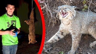 I Trapped a VICIOUS Bobcat and Ate it!