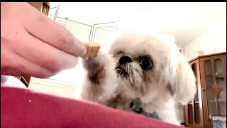 Dog that loves biscuits 😍 #dog #shihtzu