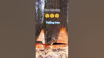 Falling Biggest Tree Chainsaw!#fall #tree #trees #treefelling #wood #woodworking #shortsfeed #shorts