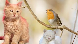 kitten sounds - and little bird greet in the morning by Doweelant 2,459 views 1 year ago 11 minutes, 14 seconds
