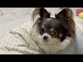 愛犬からの信用を一瞬で失ってしまいました