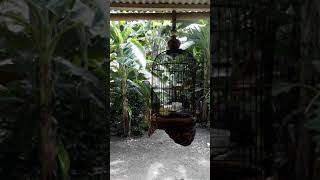 Prenjak Manapun Bakal Nyaut Dan Jadi Gacor Kalo Dengerin Ini 
