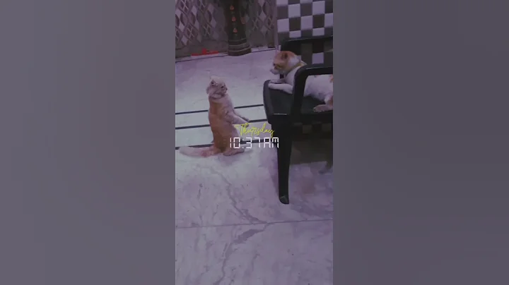 Video 9841741: cats catlover cutecat funny, cat fighting cutecat, cat fight funny cute