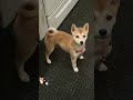 (Shiba Inu) Hachi growing up