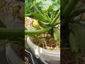 Mulchschen damit die Feuchtigkeit im Topf bleibt #balkongarten #gärtnernfüranfänger #selbstversorger