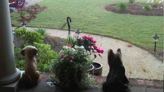 Carolina On My Mind Rob