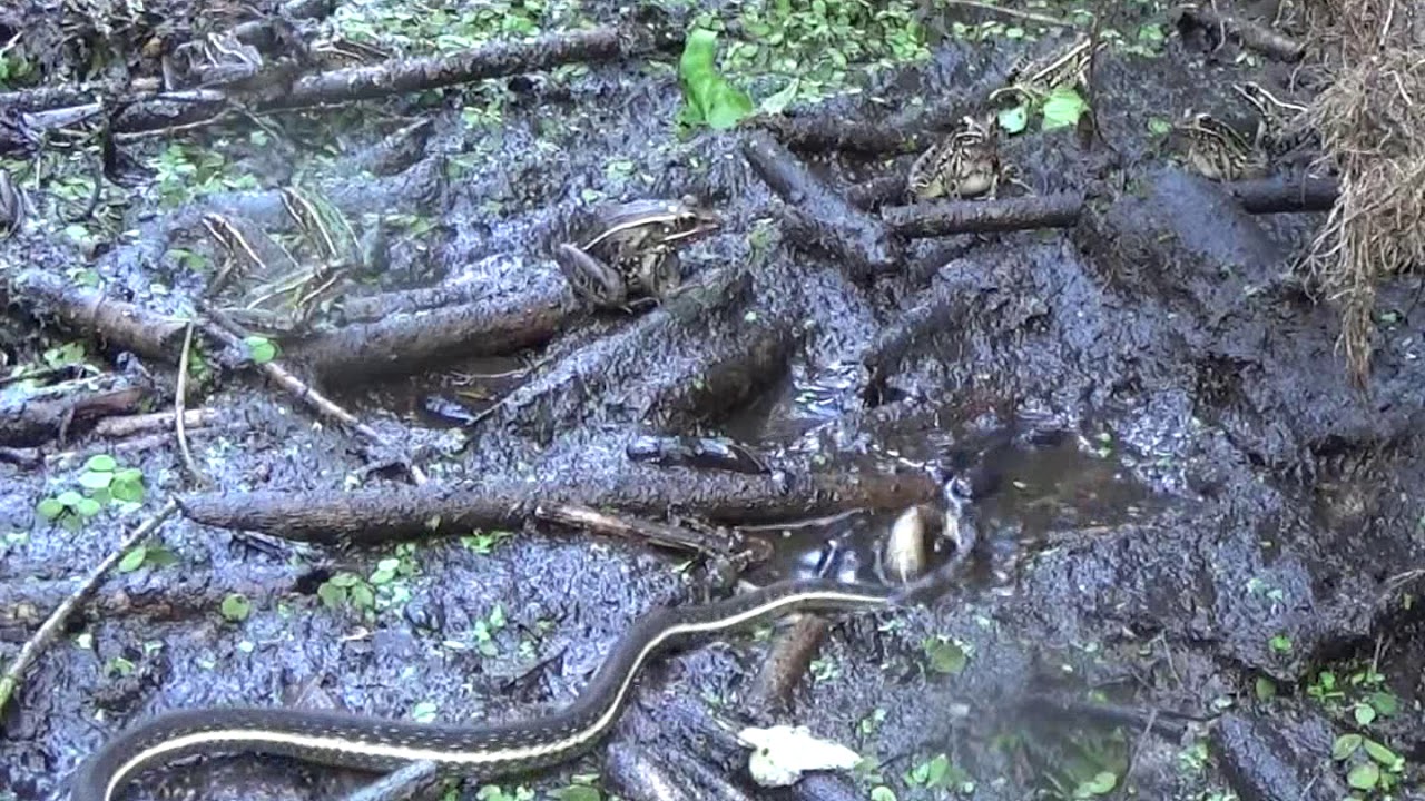 terry farrell fund frogs and ribbon snakes eat tadpoles