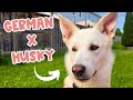 German shepherd husky mix gerberian shepsky owners guide