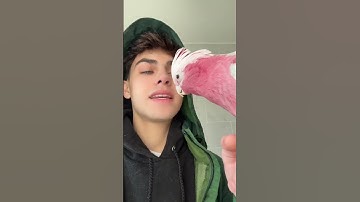 Bathing ALL my pets? 🐷🐺🐸 30+!  #kylethomas #shorts