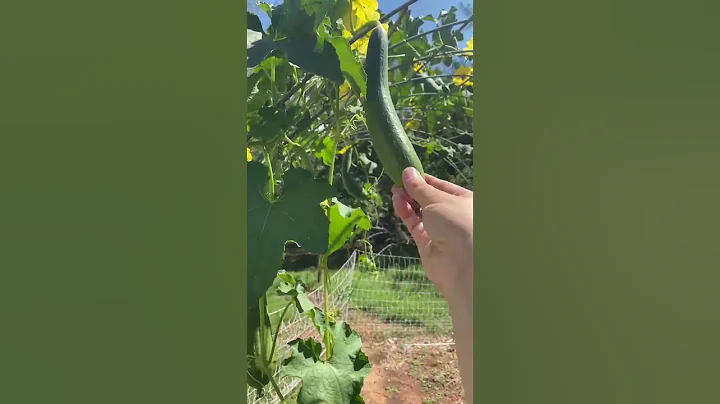 How Long Does It Take To Grow Luffa? - DayDayNews