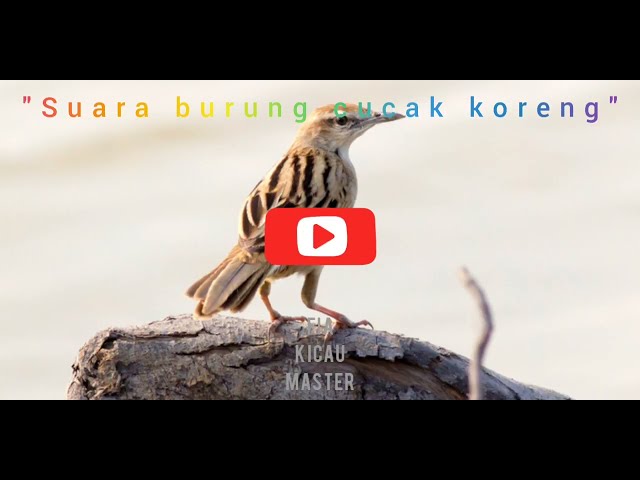 Suara burung cucak koreng / cica koreng untuk masteran. class=