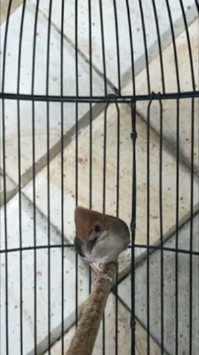 Burung yuhina gacor #birds