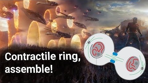 The assembly of the contractile ring