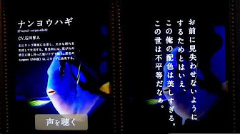 イケ魚パラダイス Youtube