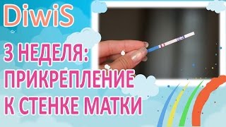 3 неделя беременности от зачатия, что происходит и какие ищущения?