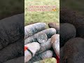 #metaldetecting #metaldetect #metaldetectingfinds #fyp