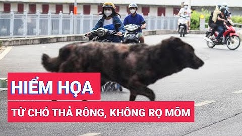 Hiểm họa từ tình trạng chó thả rông, không rọ mõm