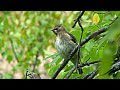 Cedar Waxwing [HD]