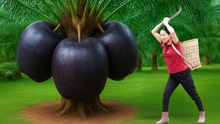 Download Lagu Harvesting GIANT Black Apples in the Tropical Jungle | Unbelievable Wild Fruit Discovery MP3 Download Lagu Harvesting GIANT Black Apples in the Tropical Jungle | Unbelievable Wild Fruit Discovery MP3