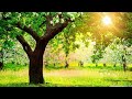 Classical music for studying concentration best relaxing music soft music 9