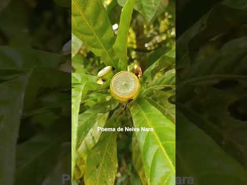 A oferenda