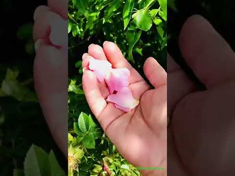 Wild Foraged Beach Rose Petals