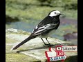 White Wagtail Sound صوت الذعرة البيضاء White Wagtail Sound صوت الذعرة البيضاء