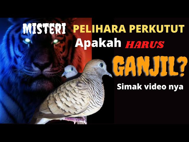 MISTERI KATURANGGAN - APAKAH PELIHARA PERKUTUT HARUS GANJIL ⁉️ class=