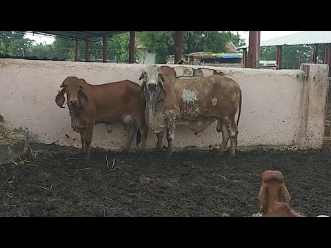 tannery hides drawings cow corel draw tannery hides drawings cow corel draw