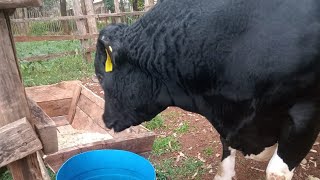 Man from Tranzoia gifts President William Ruto  with a 1.5 million Bull.