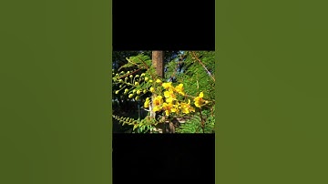 Công dụng của cây Vang trinh nữ Caesalpinia mimosoides