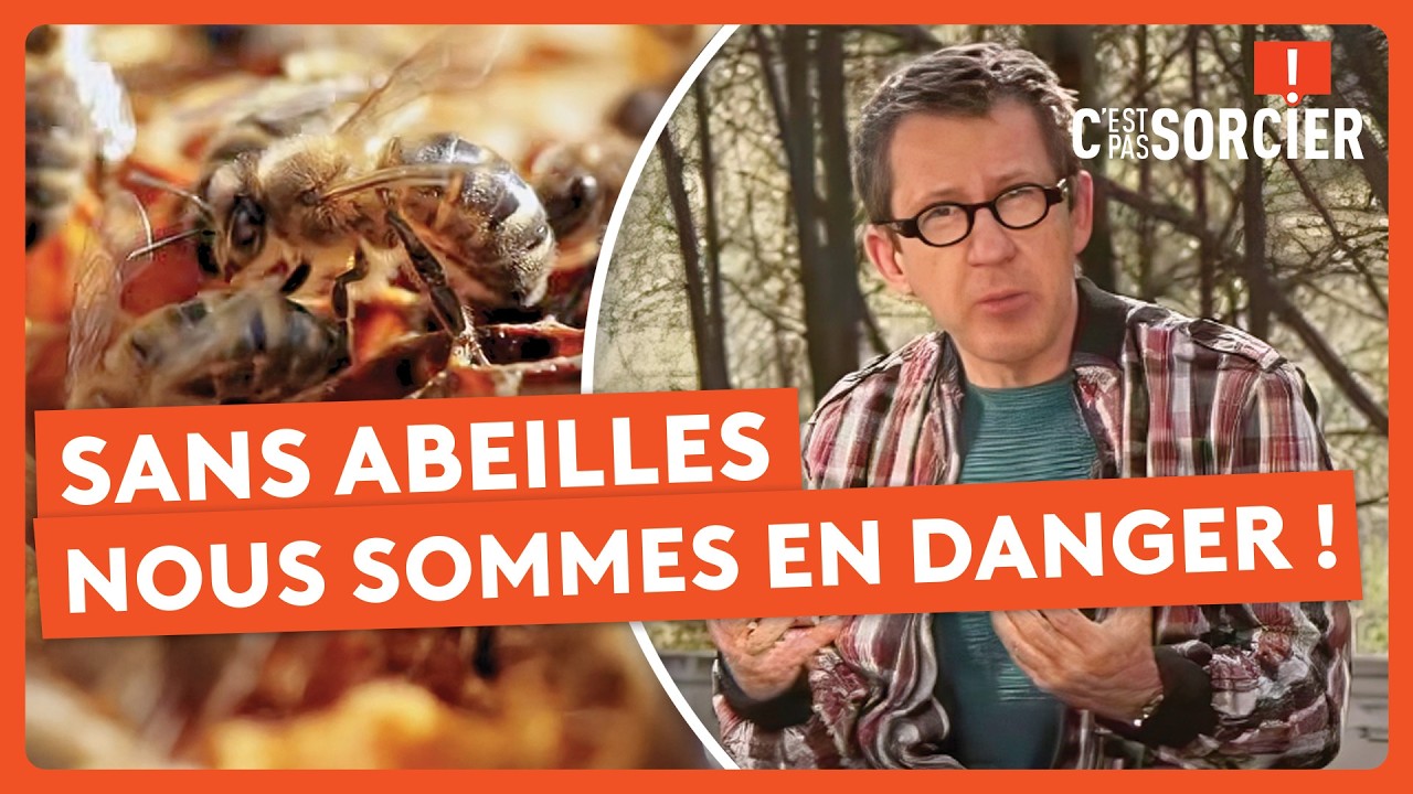 Les conséquences d'un monde sans abeilles ! - C'est pas sorcier