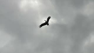 Störche Bei Der Flugpause