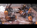 Hell of giant hornets!