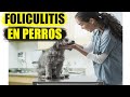 Foliculitis en Perros Causas, Síntomas y Tratamiento