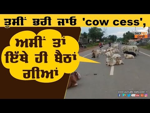 ਇੱਕਠਾ ਹੋ ਗਿਆ ਕਰੋੜਾਂ ਦਾ `cow cess`,ਪਰ ਫਿਰ ਵੀ ਗਊਆਂ ਸੜਕਾਂ `ਤੇ !