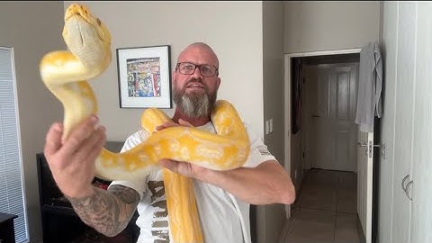 Beautiful Reticulated Pythons! Doing a quick “spot clean” with the help of my girlfriend.
