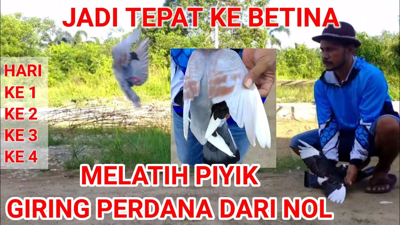 CARA MELATIH MERPATI PIYIK GIRING PERTAMA DARI NOL