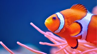 Colorful clown fish, coral reefs and underwater paradise - 2:22:22 of relaxing music