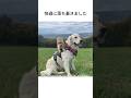 介助犬の心を開いた友達 #動物雑学 #いぬのきもち #ねこのきもち
