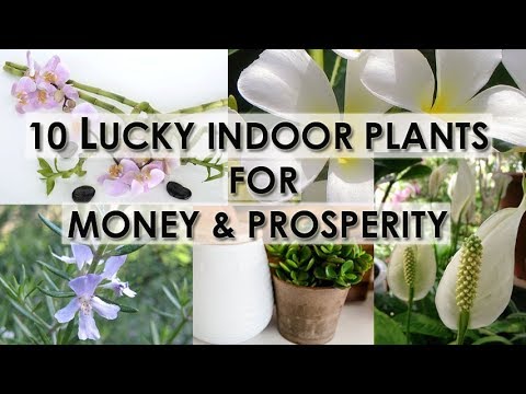 Video: Houseplants For Well-being And Prosperity