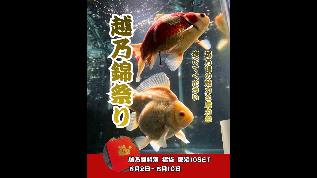テコチチ【願いが叶う】【金運 財運 繁栄 招福】金魚 きんぎょ らんちゅう Explanation of two types of Golden Week emergency lucky bags and